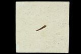 Pterosaur (Rhamphorhynchus?) Tooth - Solnhofen Limestone #129364-1